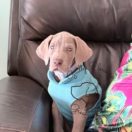 Aurora - Silver female Great Dane puppy in Barberton, Ohio from Guilty Pleasure Great Danes