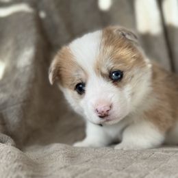 Green Collar - Red merle and white female American Corgi puppy in Glenwood, Minnesota from Crystal Blue Corgi