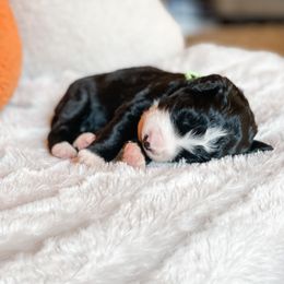 Bernedoodle Puppies from Baldridge Bernedoodles