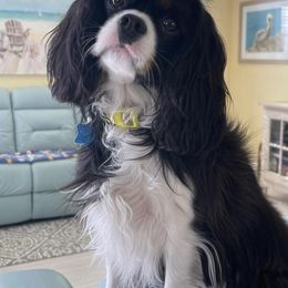 Cavalier King Charles Spaniel All Grown Up from Bunker Hill Cavaliers