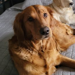 Audi - Golden Retriever