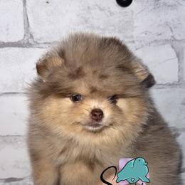 Storm - Chocolate merle female Pomeranian puppy in Perry County, Ohio from Speechless Pom’s