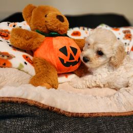 Maltipoo Puppies from Awwws-n-Pawws