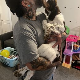 English Springer Spaniel Puppies from South Texas Springers