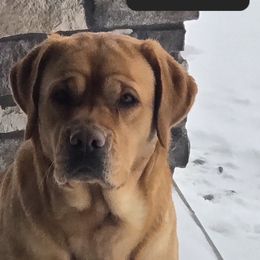 Labrador Retrievers from Ruby Rose Labradors