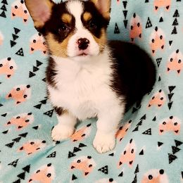 Pembroke Welsh Corgi Puppies from Creme De La Creme Corgis