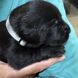 Boy 2 - Black male Labrador Retriever puppy in Conroe, Texas from XOM Retrievers