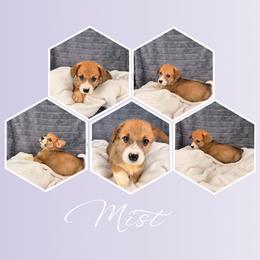 Mist - Red female Pembroke Welsh Corgi puppy in Kiowa, Colorado from Cool Water Corgis LLC