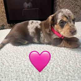 Pink - Dapple female Dachshund puppy in Greasy, Oklahoma from 4E Dachshunds