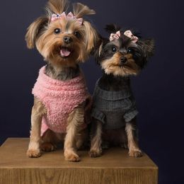 Labrador Retriever and Yorkshire Terrier All Grown Up from Salas Yorkies NV