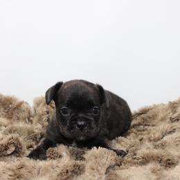 Tinka - Brindle and white female French Bulldog puppy in Saucier, Mississippi from Mississippi Sound Frenchies
