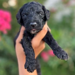 Kameron - Black male Goldendoodle puppy in Philadelphia, Pennsylvania from Philly's Designer Doodles