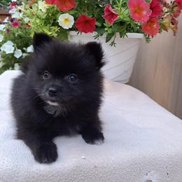 Pomeranian Puppies from Tonia's Pomeranians