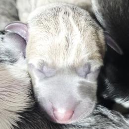 Banger - Blue fawn male Italian Greyhound puppy in Cadwell, Georgia from All The DoDa Day Italian Greyhounds