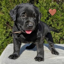 Brown Collar - Black male Labrador Retriever puppy in Yucca Valley, California from Beachn Ranch