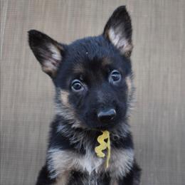 Yellow Girl - Black and tan female German Shepherd puppy in Grants Pass, Oregon from Granville German Shepherds