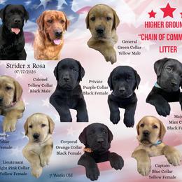 Colonel - Black male Labrador Retriever puppy in Eaton Rapids, Michigan from Higher Ground Labradors