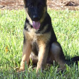 German Shepherd Puppies from Wolves Den Ranch