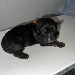 Willa - Sable female German Shepherd puppy in Winterport, Maine from Vom Stevens Old Fashioned German Shepherds