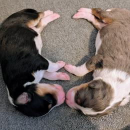 Aussiedoodle puppies from Ridgeview Aussiedoodles