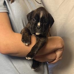 Zina - Brindle female Boxer puppy in Daviess County, Kentucky from Blissful Euro Boxers & French Bull Dogs