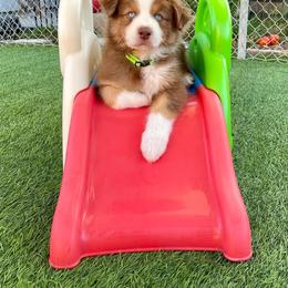 Australian Shepherd Puppies from Grissom’s Aussies