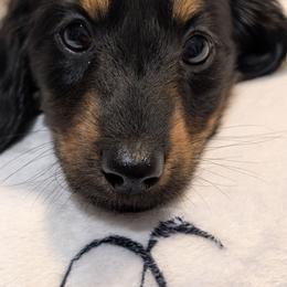 Female 1 Brindle - Black and tan female Dachshund puppy in Columbus, Ohio from Bumpkins Dachshunds