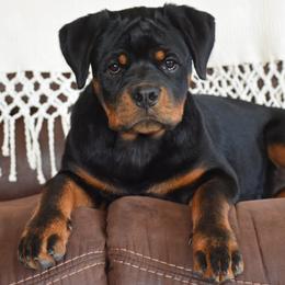 Rottweiler puppies from Sharp Ridge Rottweilers