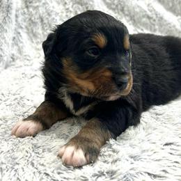Scorpion - Black tri male Miniature Australian Shepherd puppy in Sulphur, Louisiana from Triple J Aussies and Corgis