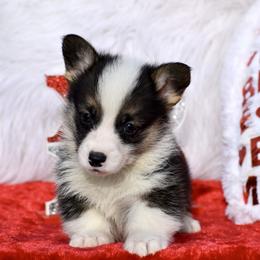 Buddy - Black and tan male Pembroke Welsh Corgi puppy in Gober, Texas from Trigger Time Kennels