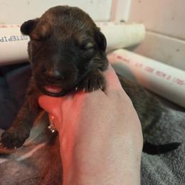 Yellow Collar Girl - Sable female German Shepherd puppy in Dallas, Pennsylvania from Mountainside German Shepherds