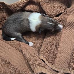 LITTLE Axel - Sable and white male Shetland Sheepdog puppy in Houston, Texas from LaLa's Lilliputian Lassies
