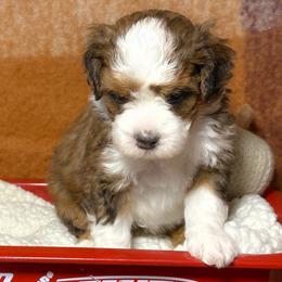 Pearl - Tri-color female Bernedoodle puppy in Bradenton, Florida from Peanut Butter Doodles