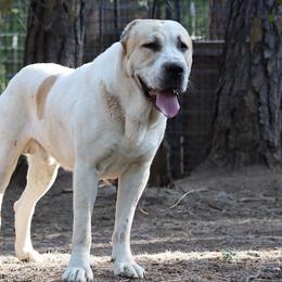 Central Asian Shepherd Dog All Grown Up from Alabaivalley