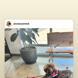 Lagotto Romagnolo Puppies from Anna’s Lagottos