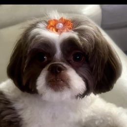 Autumn - Shih Tzu