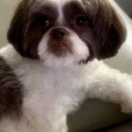 Autumn - Shih Tzu