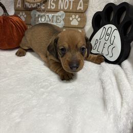 Red female - Red female Dachshund puppy in Pleasant Plains, Arkansas from JGBs Dachshunds