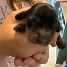 Jupiter - Black and tan female Dachshund puppy in Delta, Utah from Dix n’ Dot Dachshunds