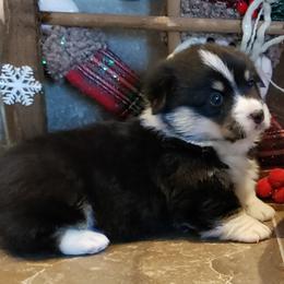 Pembroke Welsh Corgi Puppies from The Clever Corgi