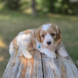 Girl 1 - Red female Cavapoo puppy in Centerville, Iowa from Barnyard Dachshunds, Dals & Doodles
