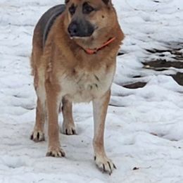 Kylo - German Shepherd