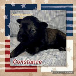 Constance - Salt and pepper female Miniature Schnauzer puppy in Independence, Missouri from Crown Schnauzers KC