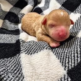 Teddy - Apricot male Poodle puppy in Eckert, Colorado from High Desert Poodles