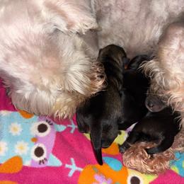 Miniature Schnauzer puppies from P1 Family Canines