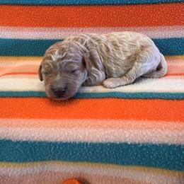 Boy 2 - Apricot male Goldendoodle puppy in Bucyrus, Missouri from Hill Top Pomskies