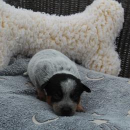 Sierra - Purple - Blue female Australian Cattle Dog puppy in Colbert, Oklahoma from LoveAHeeler