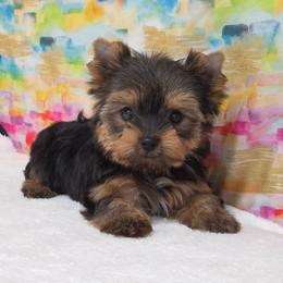 Myra TEACUP - Blue and gold female Yorkshire Terrier puppy in Monticello, Iowa from Ashley’s Puppies