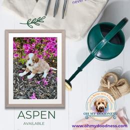 Goldendoodle Puppies from Jeremy Dafoe