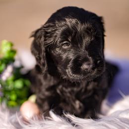 Onyx - Phantom male Goldendoodle puppy in Portsmouth, Virginia from Hopping Howlers Ranch